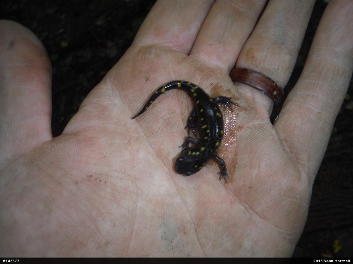 Spotted Salamander