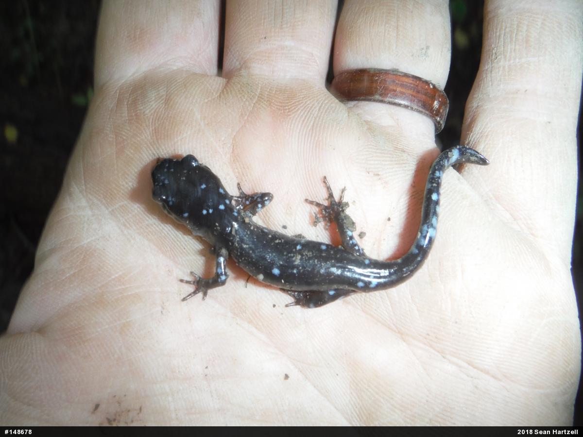 Jefferson Salamander