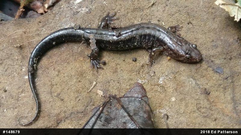 Allegheny Mountain Dusky Salamander