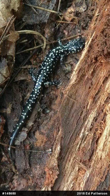 Northern Slimy Salamander