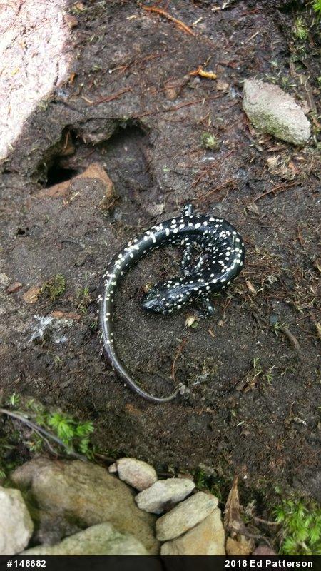 Northern Slimy Salamander