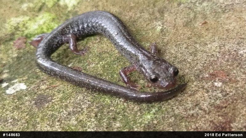 Valley And Ridge Salamander