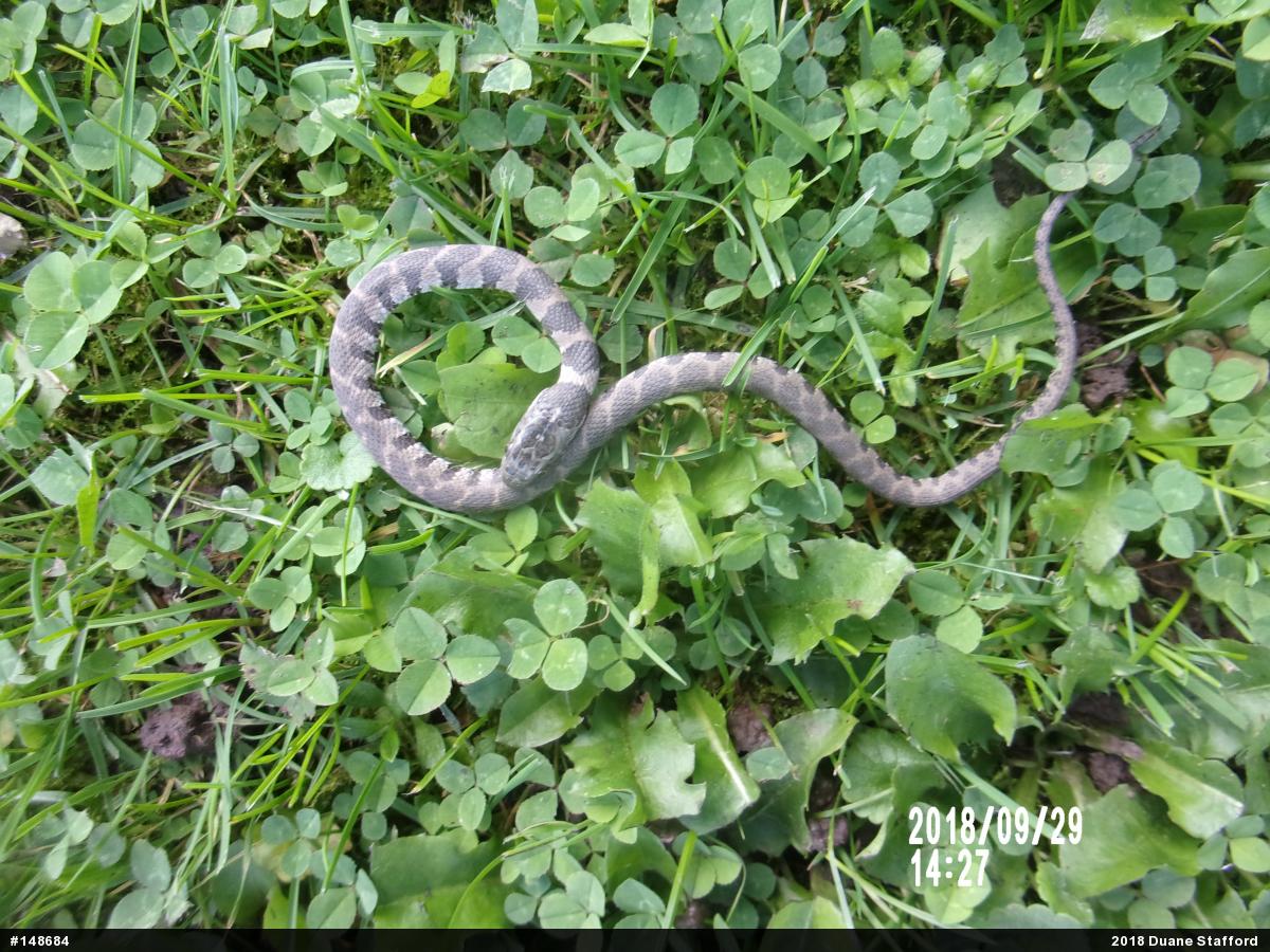 Northern Watersnake