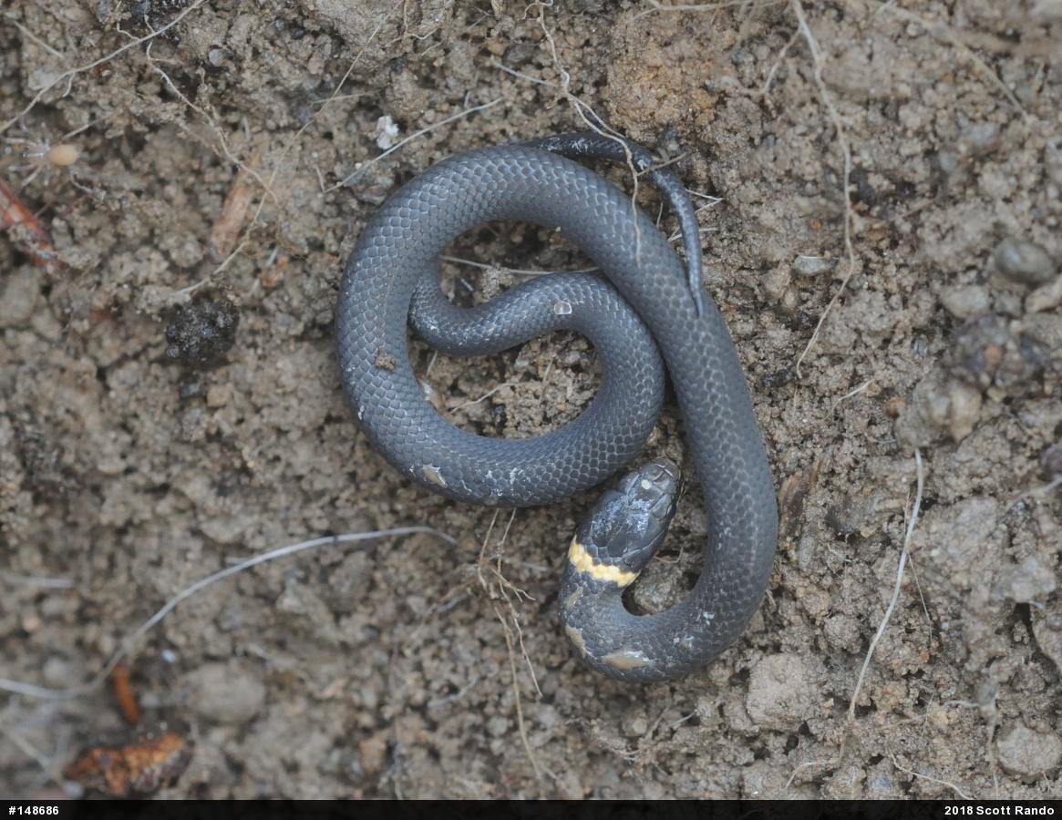 Northern Ring-necked Snake