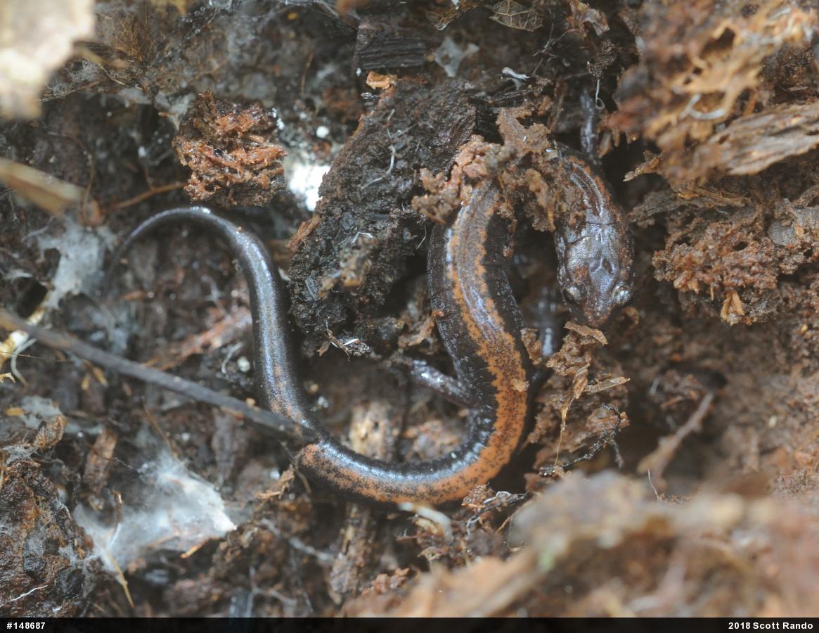 Eastern Red-backed  Salamander