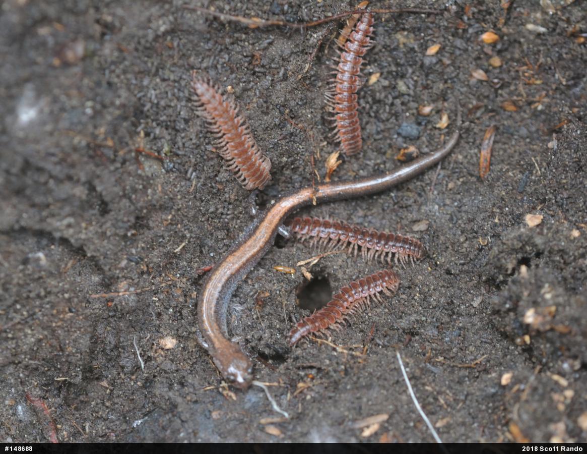 Eastern Red-backed  Salamander