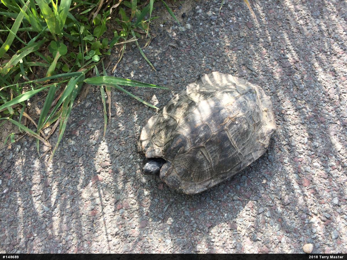 Wood Turtle