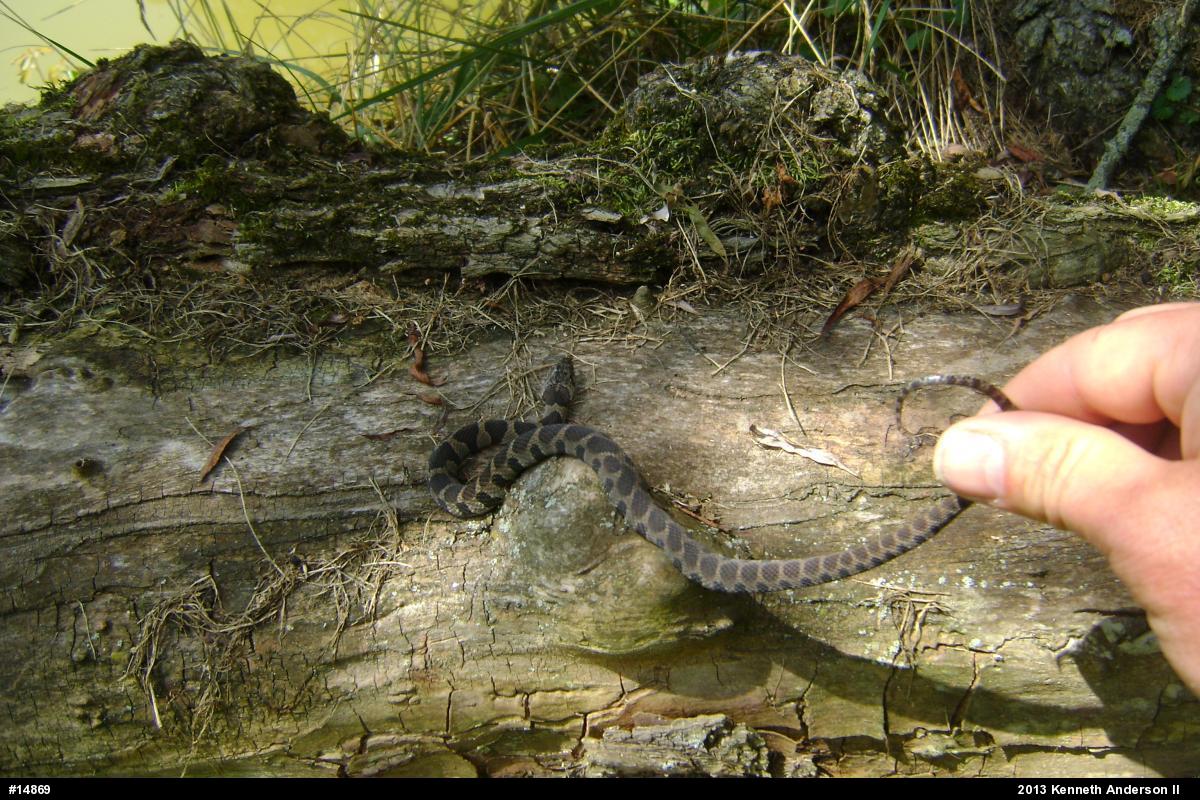 Northern Watersnake