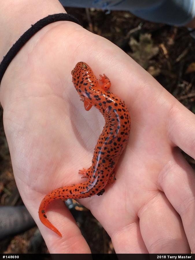 Northern Red Salamander