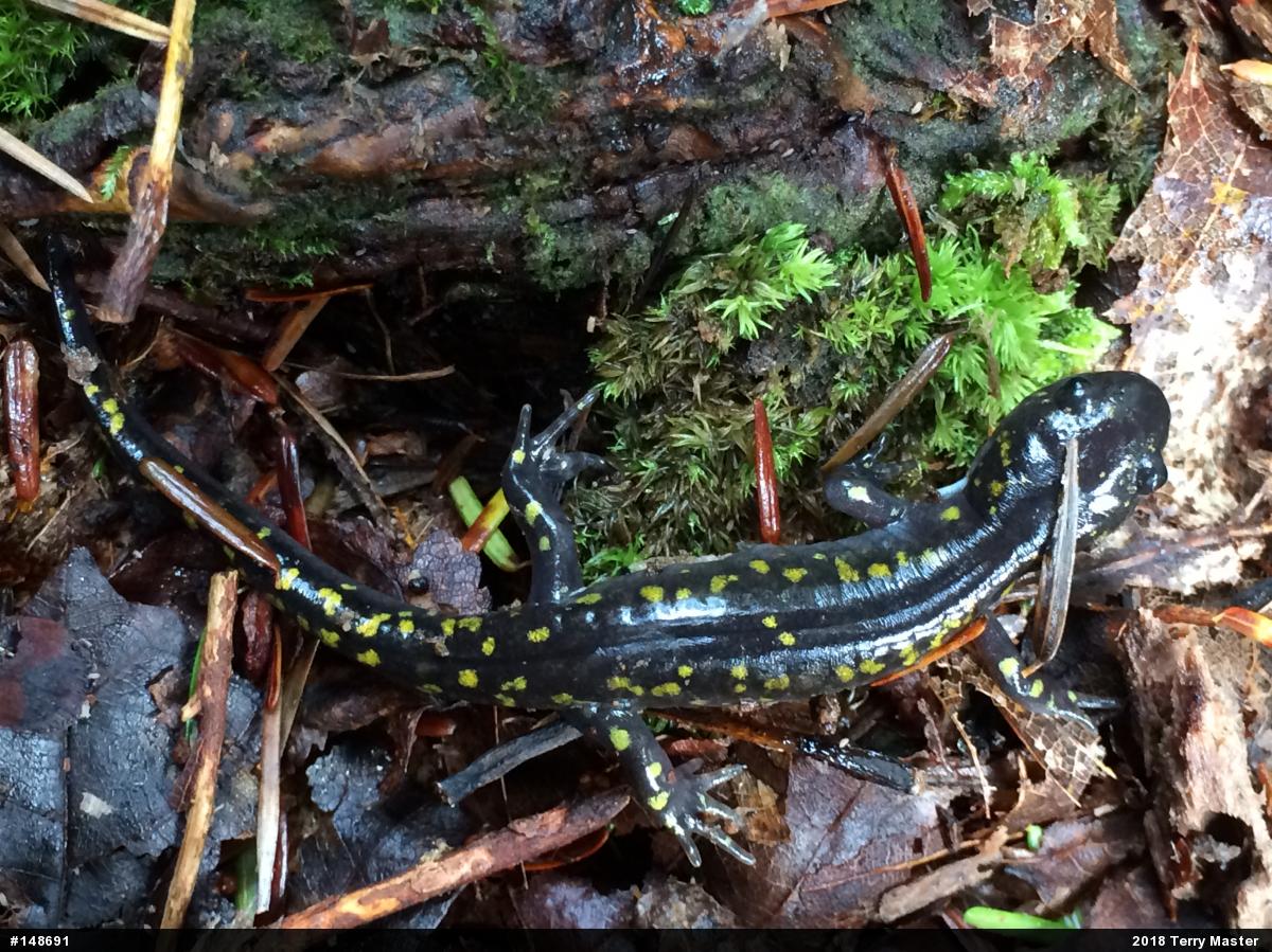 Spotted Salamander