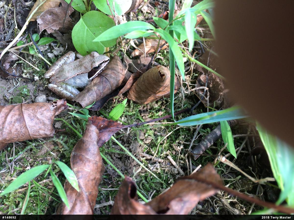 Wood Frog
