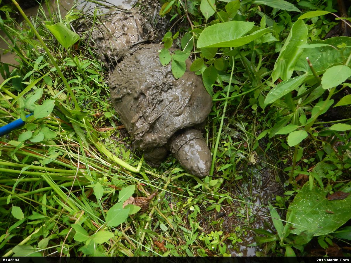 Snapping Turtle