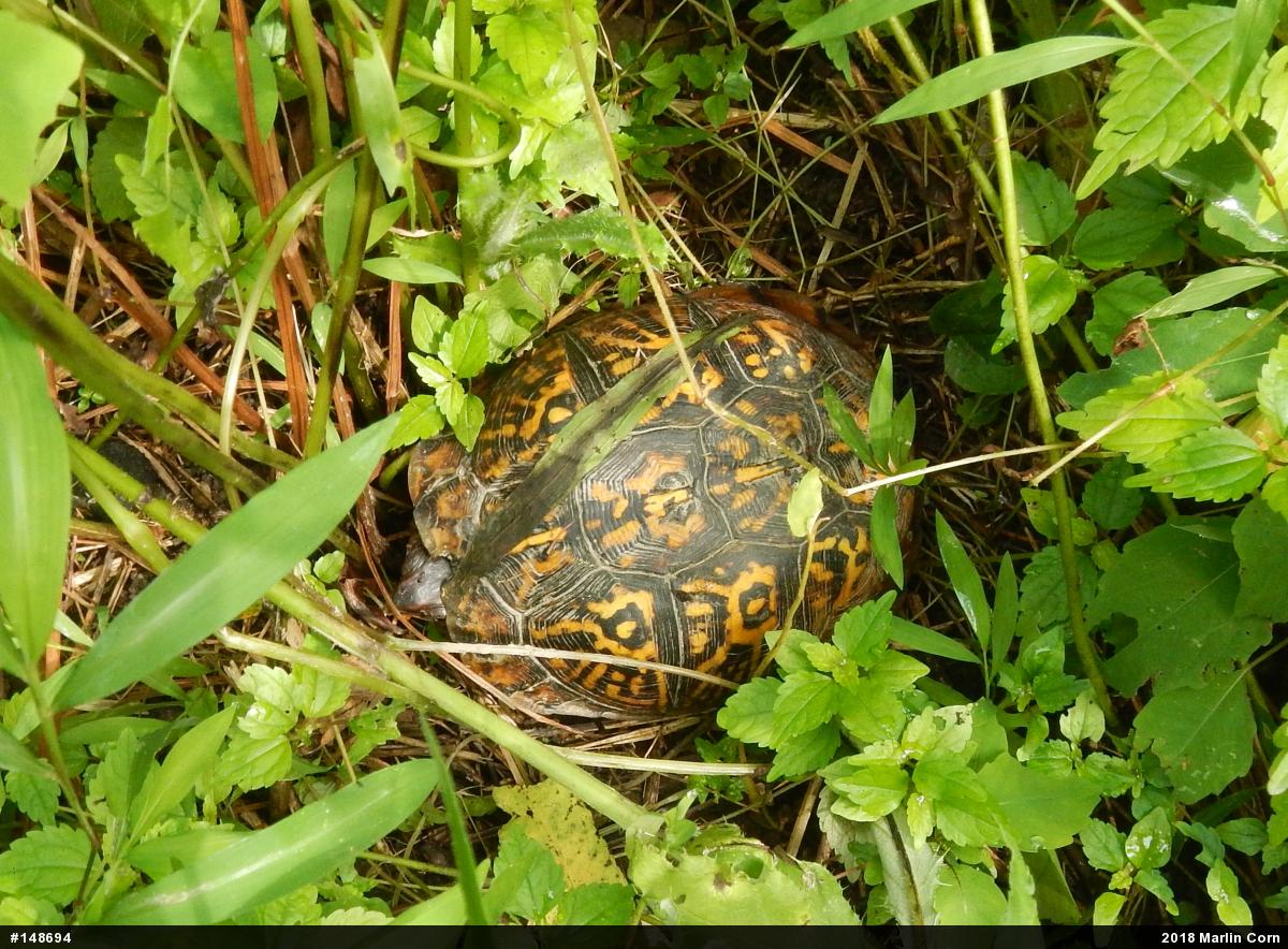 Eastern Box Turtle