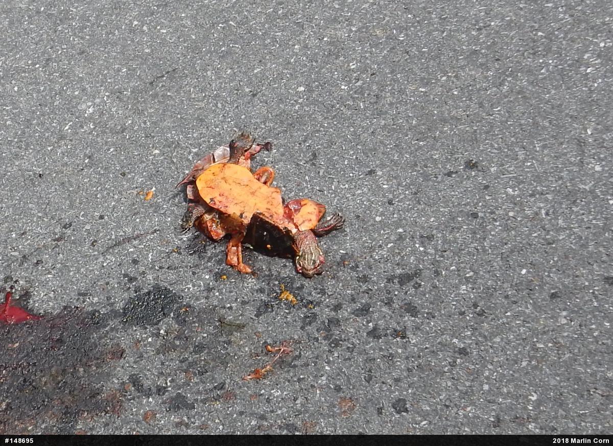 Painted Turtle