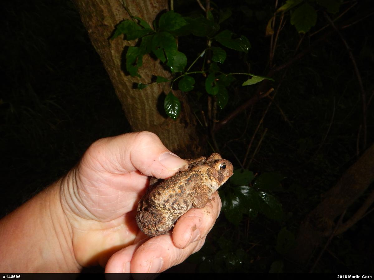 Eastern American Toad