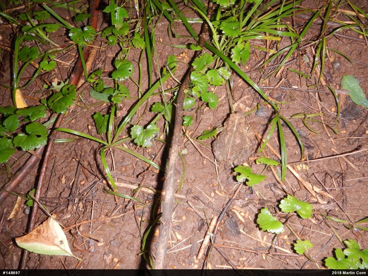 Eastern American Toad