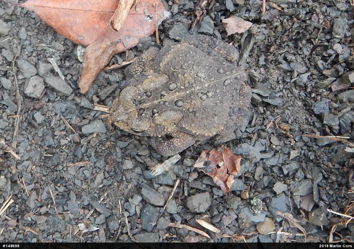 Eastern American Toad