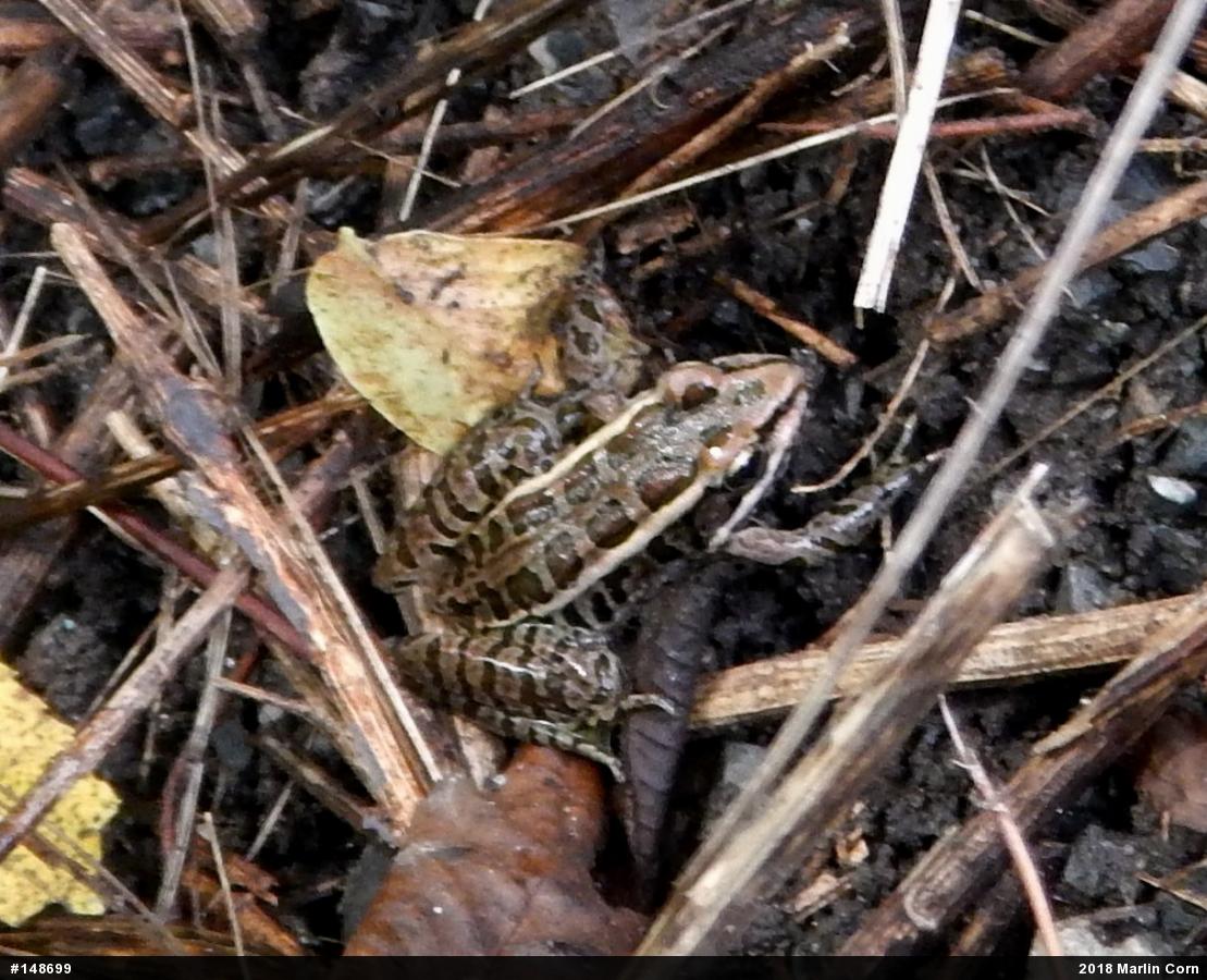 Pickerel Frog