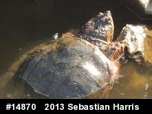 Snapping Turtle