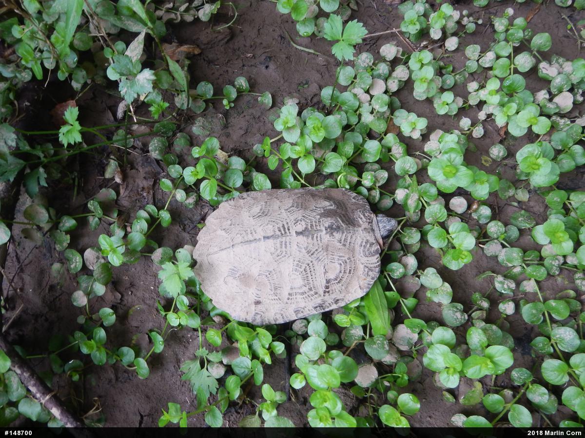 Wood Turtle