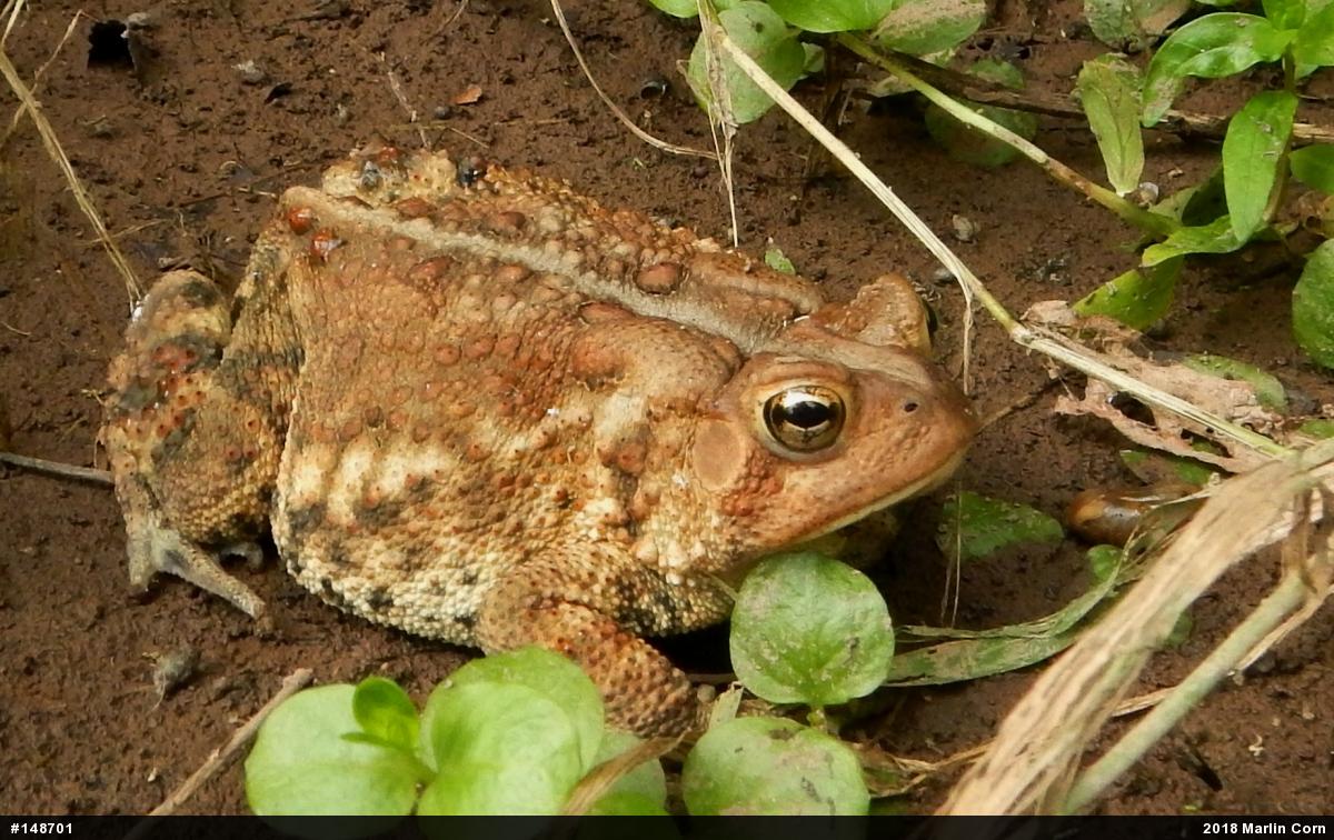 Eastern American Toad