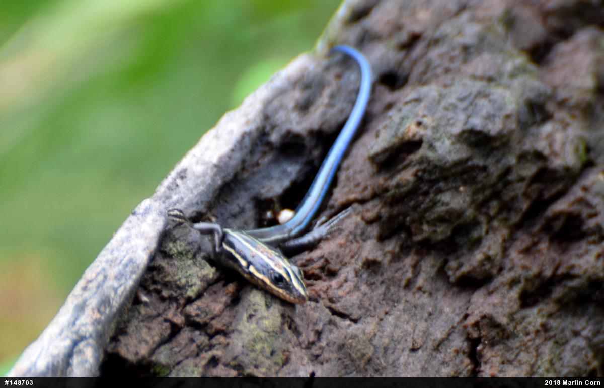 Common Five-lined Skink