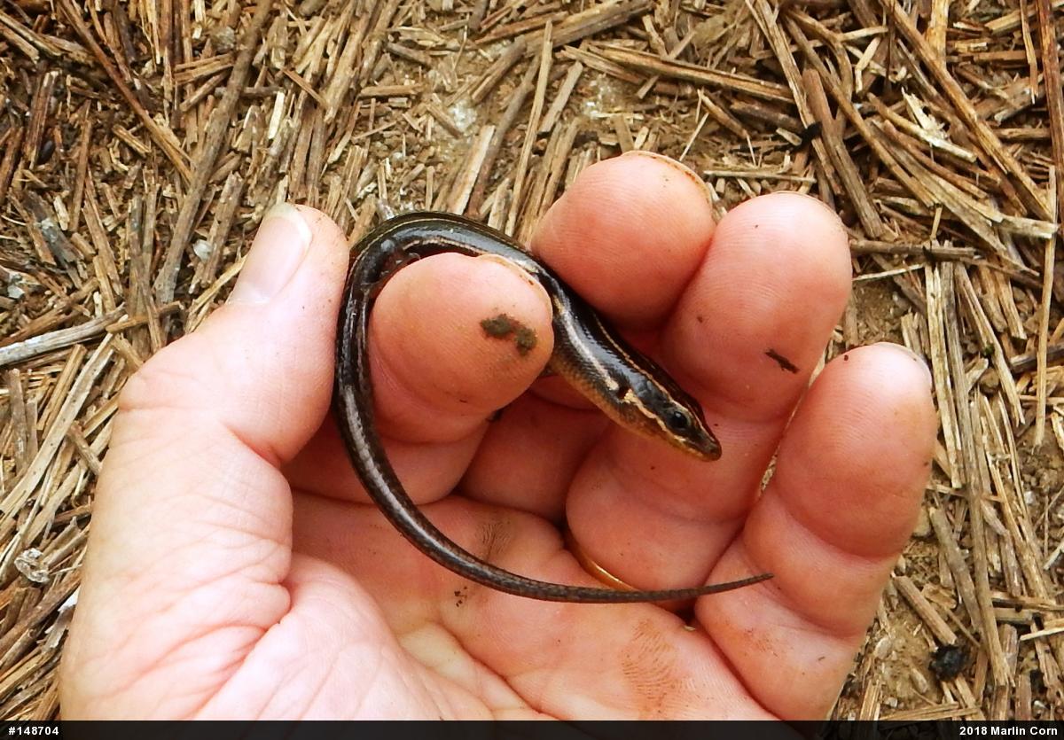 Common Five-lined Skink