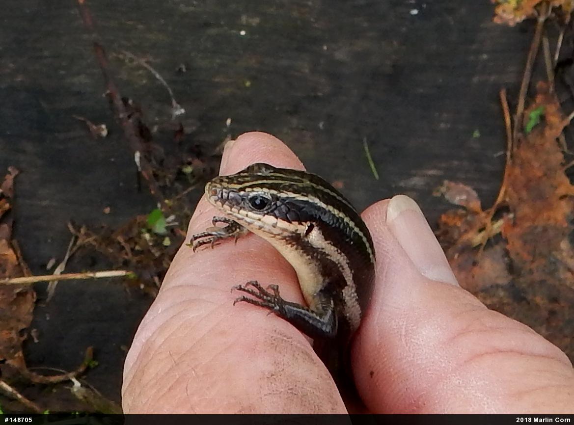 Common Five-lined Skink