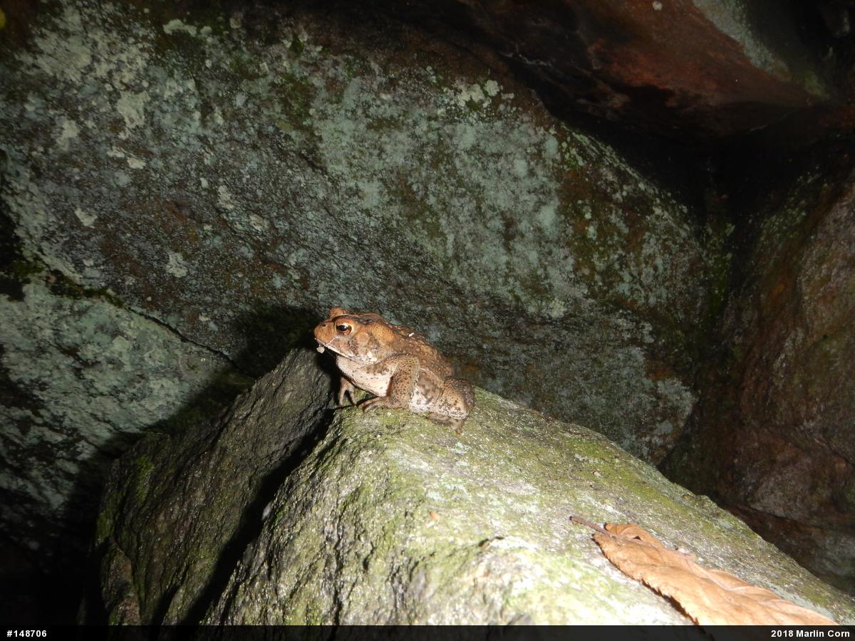 Eastern American Toad