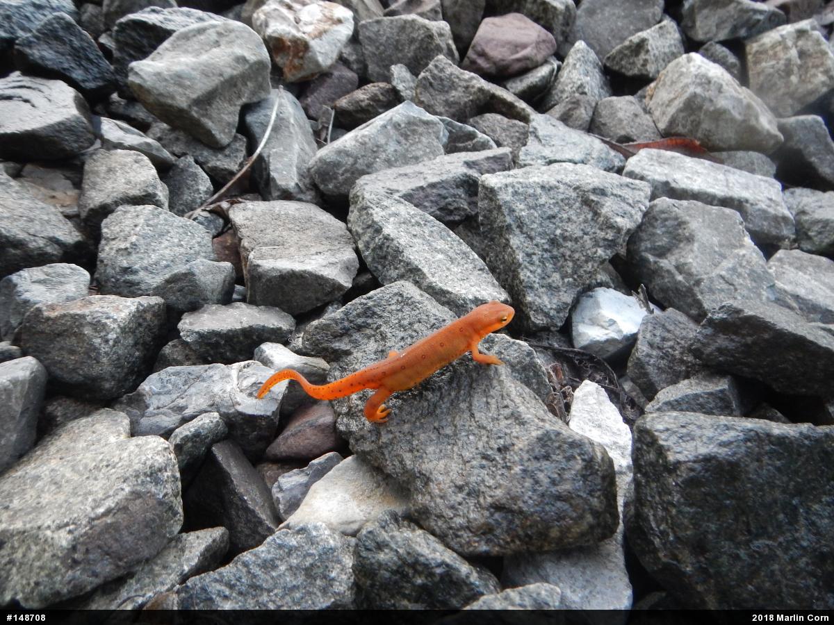 Red-spotted Newt