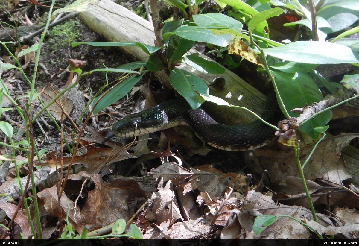 Eastern Ratsnake