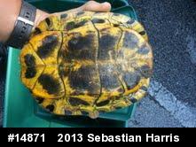 Red-eared Slider