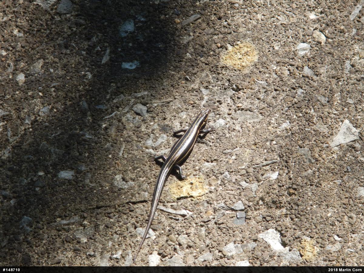 Common Five-lined Skink