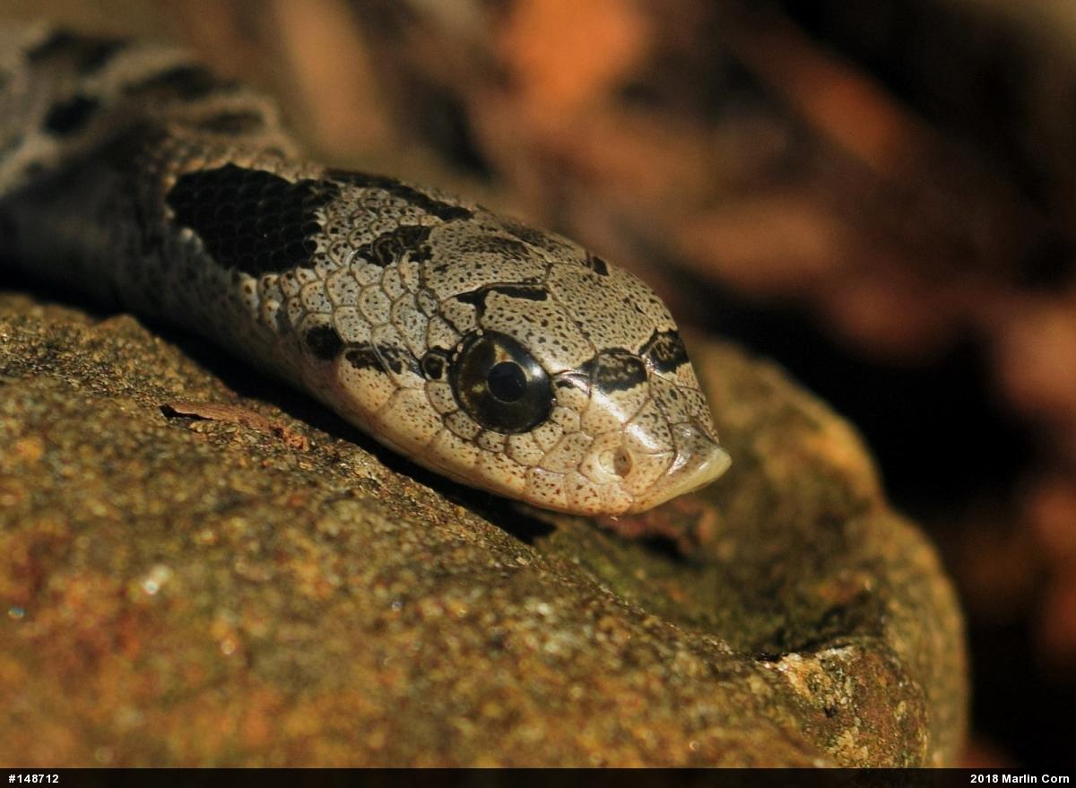 Eastern Hog-nosed Snake