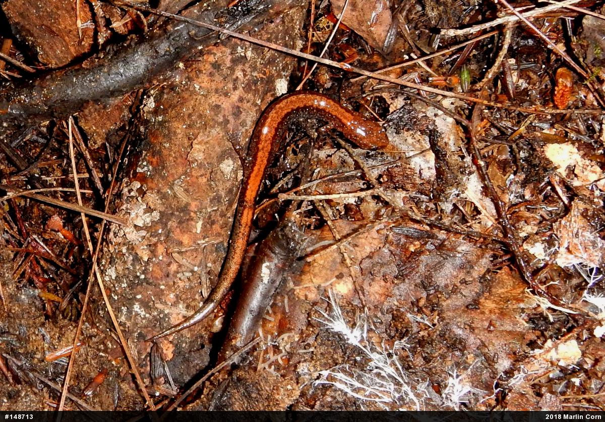 Eastern Red-backed  Salamander