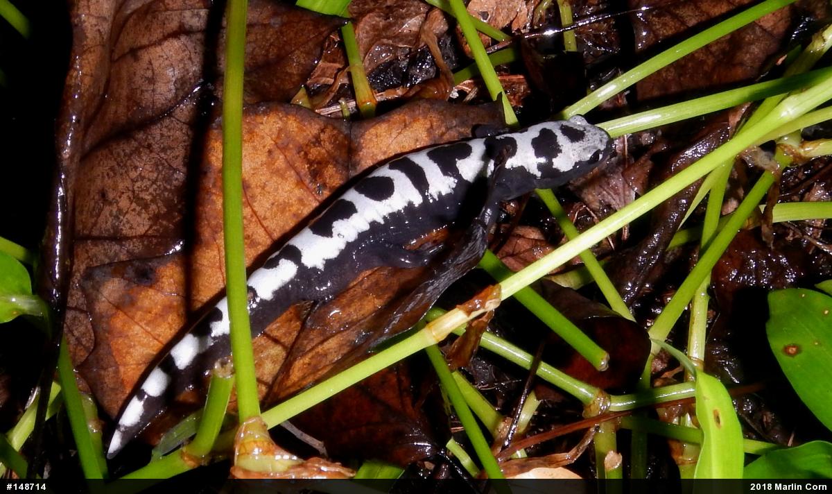 Marbled Salamander