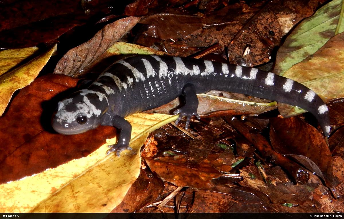 Marbled Salamander