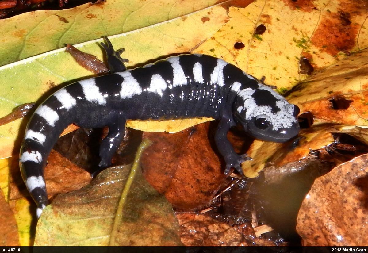 Marbled Salamander