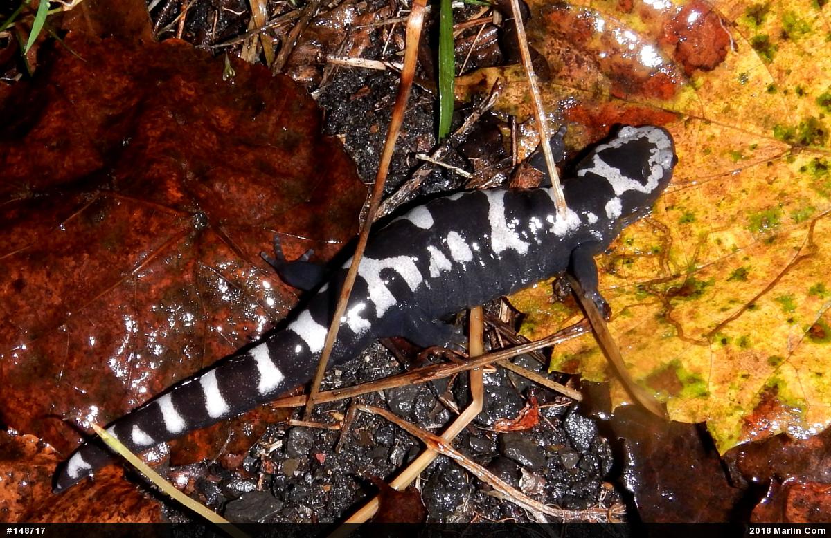 Marbled Salamander