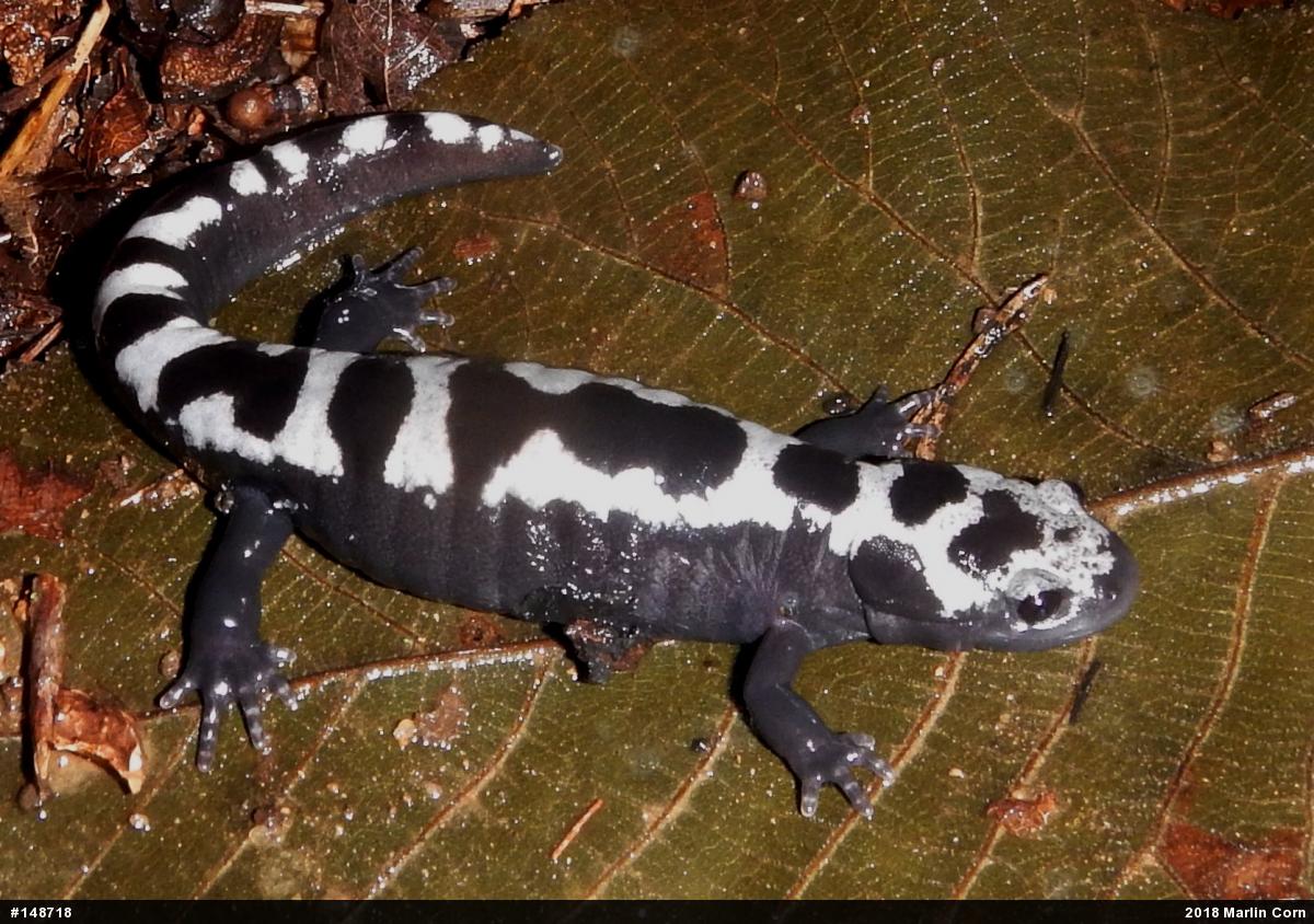 Marbled Salamander