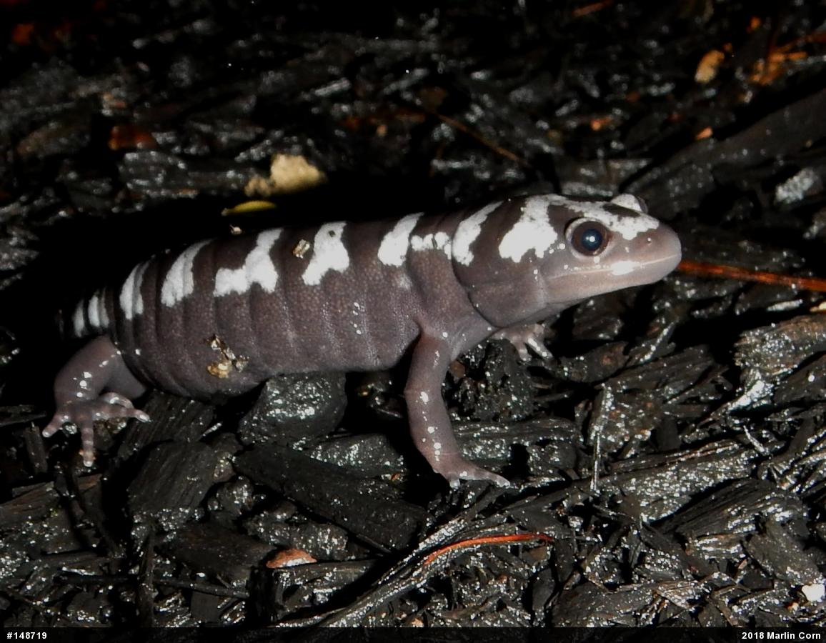 Marbled Salamander