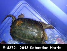 Snapping Turtle