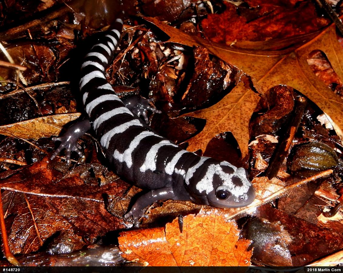 Marbled Salamander