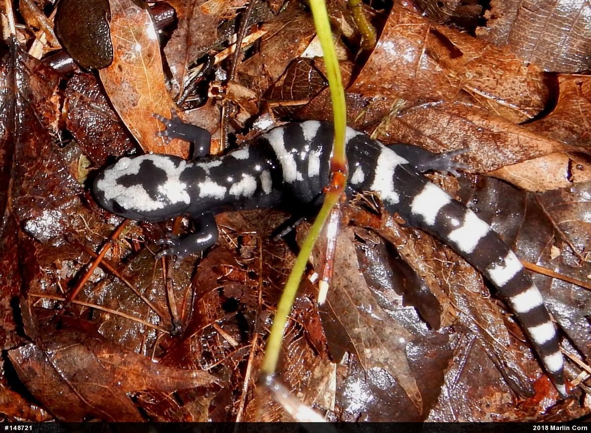 Marbled Salamander