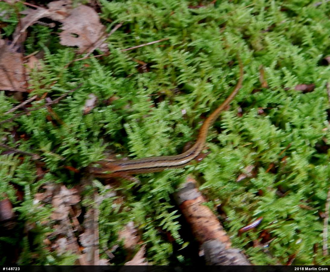 Northern Two-lined Salamander