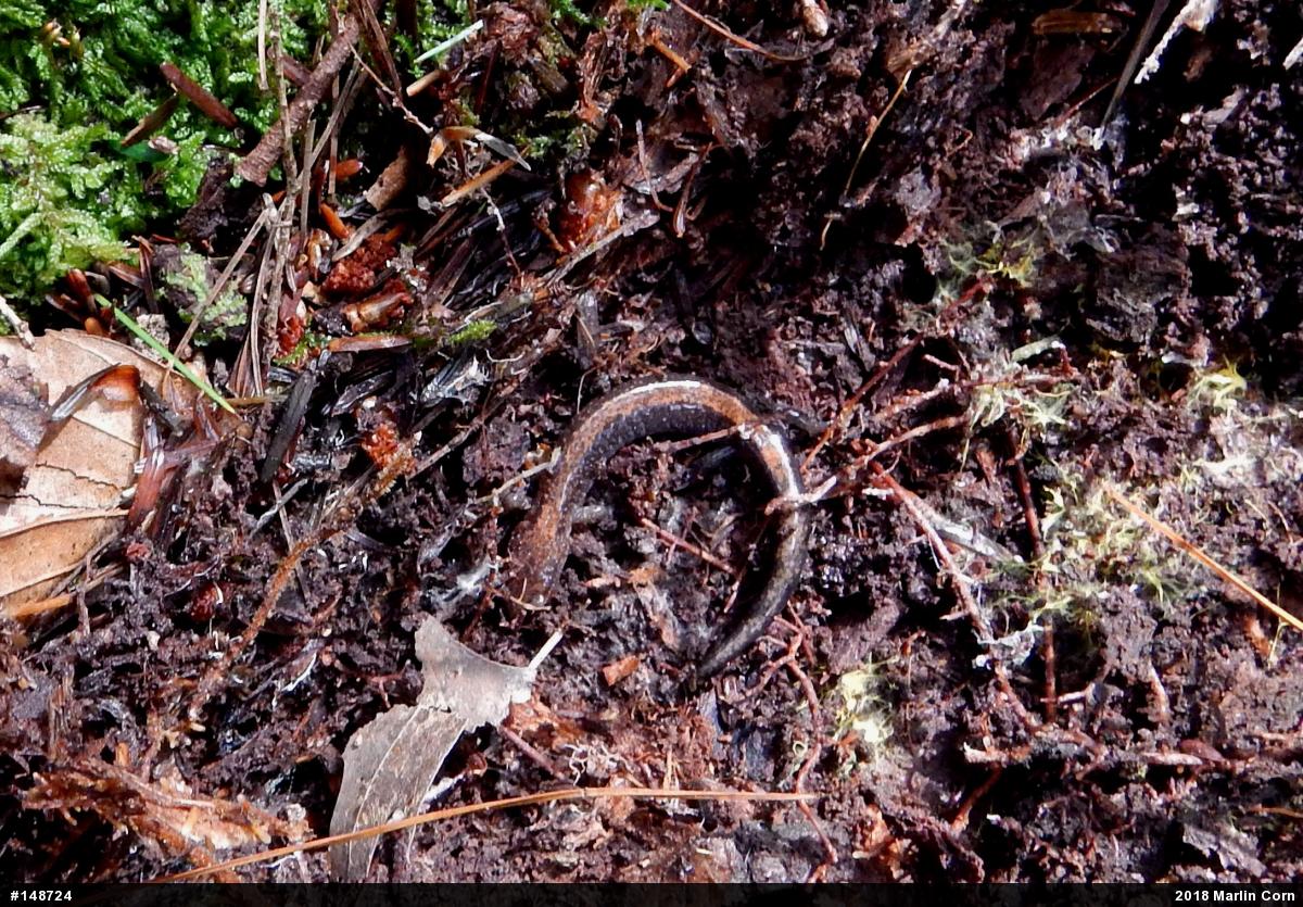Eastern Red-backed  Salamander