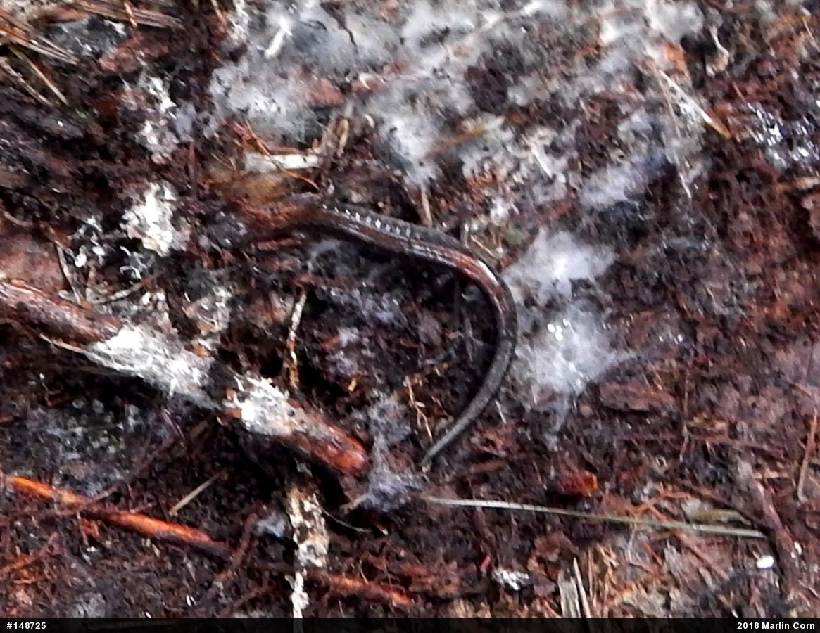 Eastern Red-backed  Salamander