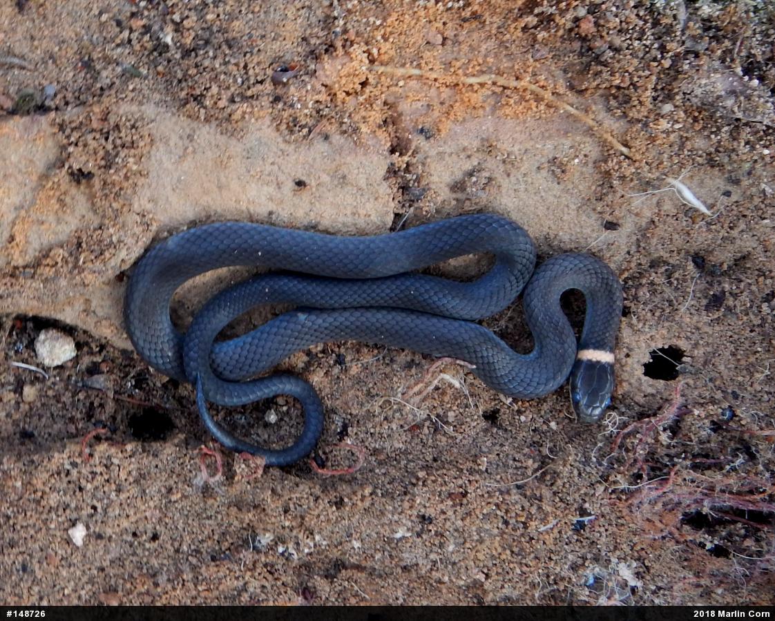 Northern Ring-necked Snake