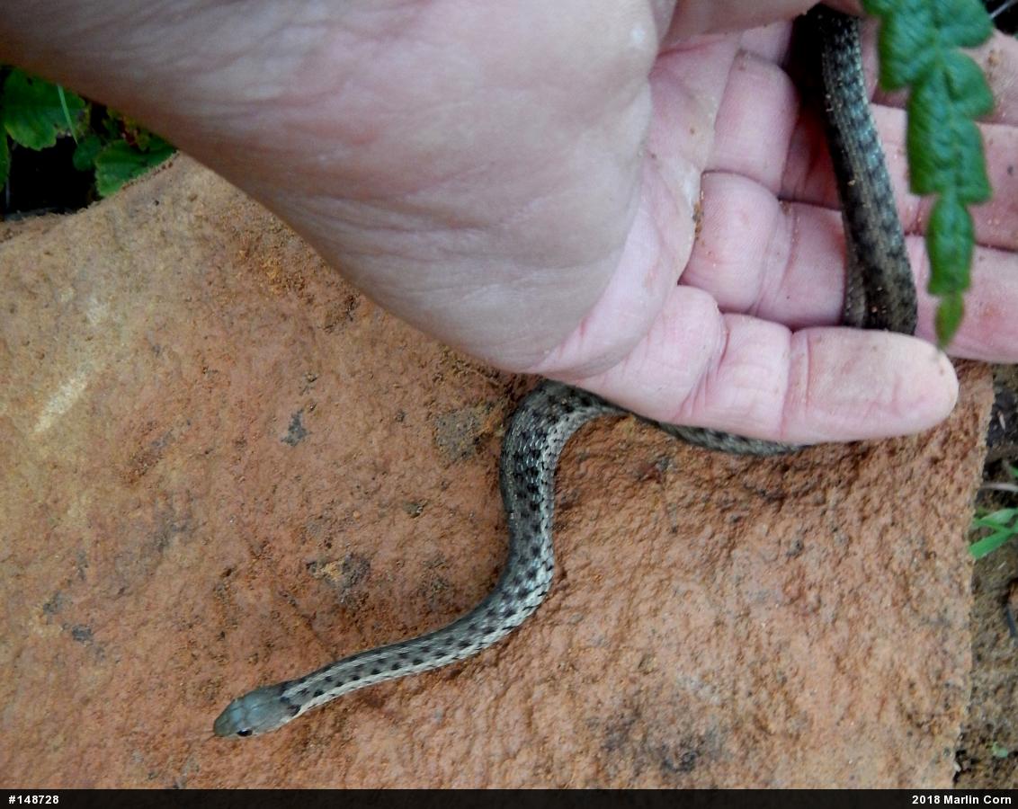 Eastern Gartersnake