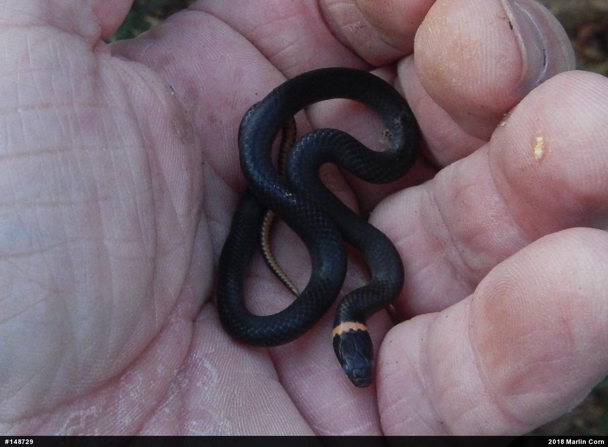 Northern Ring-necked Snake